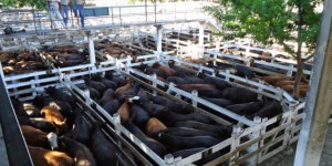 Transformarán el predio del Mercado de Liniers