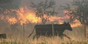 El Instituto de Promoción de la Carne Vacuna Argentina (Ipcva) desarrolló la actividad en el Establecimiento San Severino, uno de los que sufrió los e