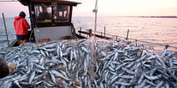 La pesca suma más que la ganadería, pese a todo