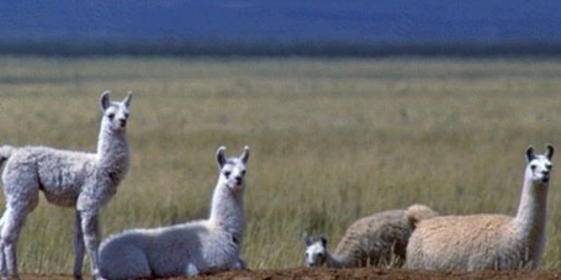 Llamas y alpacas