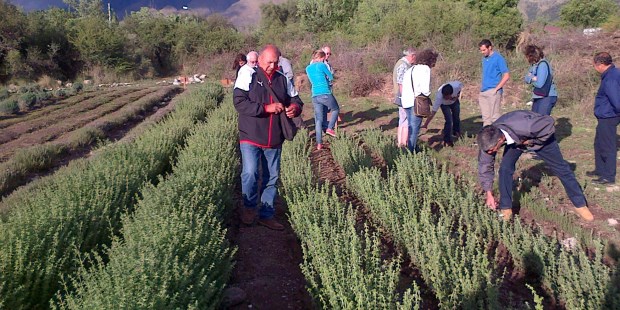 Hierbas aromáticas y especias