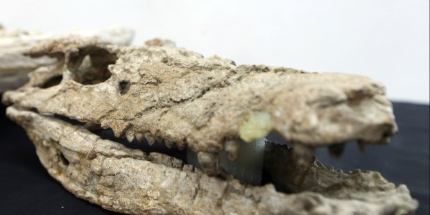 El esqueleto casi completo fue presentado como una nueva pieza que engrosa el patrimonio paleontológico local.