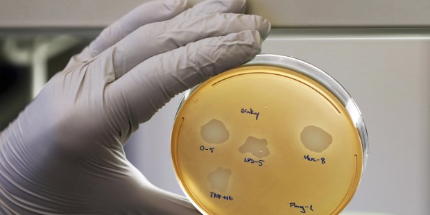 Virus que comen bacterias, una alternativa a los antibióticos 