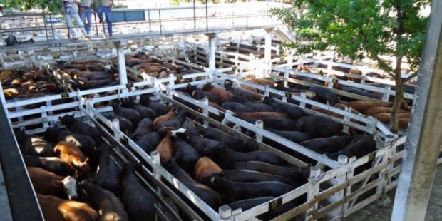 Transformarán el predio del Mercado de Liniers