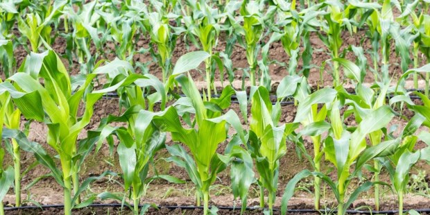 El maiz tardio es un cultivo que crece en importancia año a año. Actualmente, ocupa más del 45% del area total sembrada con este cereal.