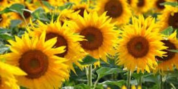 Asagir renovó autoridades