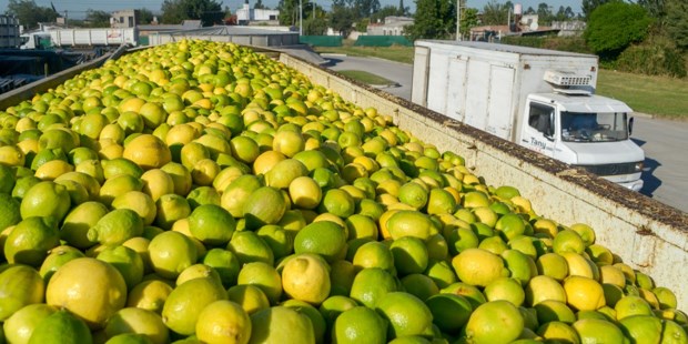 Se exportan por primera vez a EE.UU. 900 pallets de limones norteños