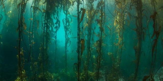 La creación de nuevos Parques Nacionales, entre ellos dos son marinos, un gran acierto de los últimos años.