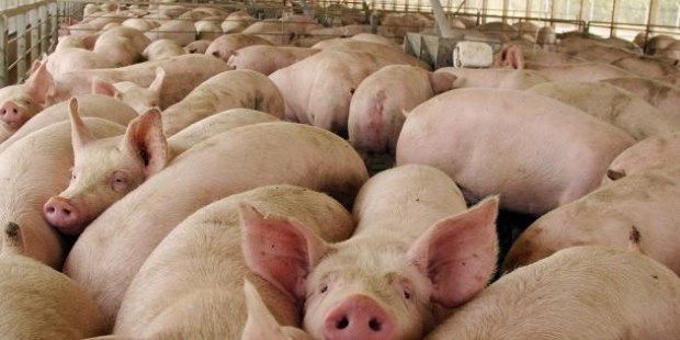 El sector porcino necesita crédito para ir tras la aventura china
