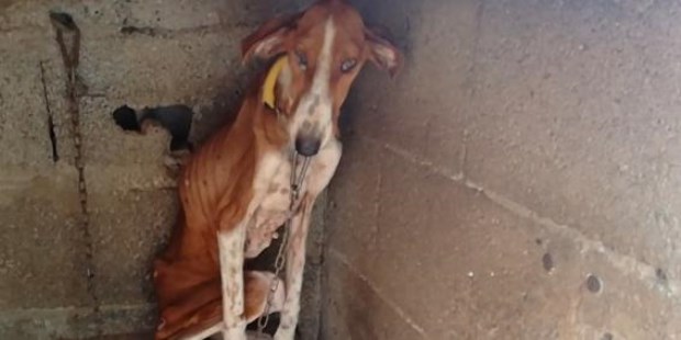 La Legislatura aprobó multas de hasta 42.000 pesos a quienes maltraten a animales domésticos