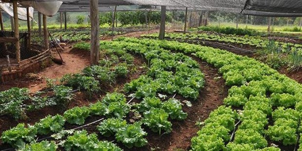 La producción orgánica de Argentina segunda en el ránking mundial