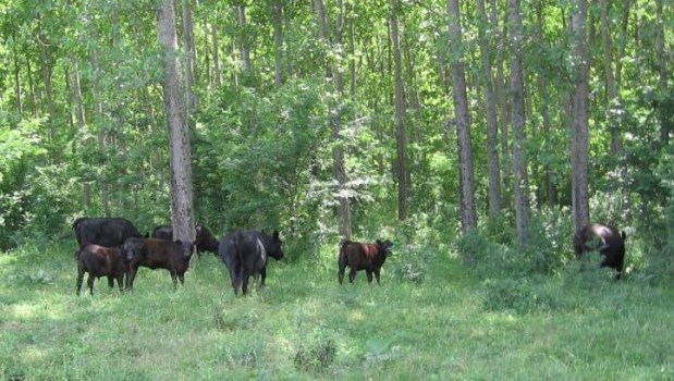 Duplican el forraje para el ganado bajo las forestaciones del Delta