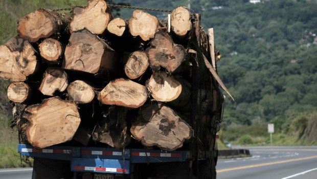 La deforestación es una de las causas del cambio climático.­