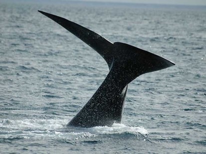 Transmiten por televisión la llegada de las ballenas