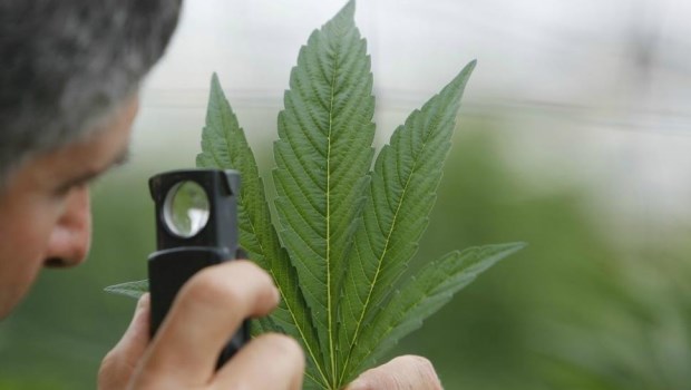 Actualmente hay en Uruguay licencias entradas a 5 empresas para el cultivo de cannabis psicoactivo, unas 30 de cultivo no psicoactivo, 6 de industrialización y 16 de investigación.