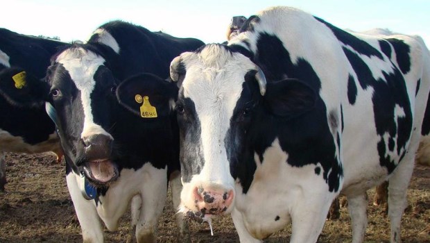 Sangre, sudor y leche