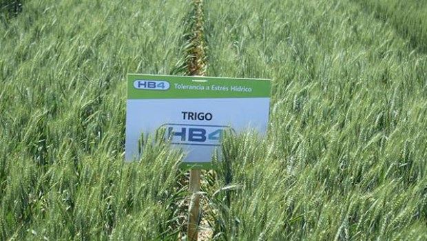 Trigo HB4,contra la sequía