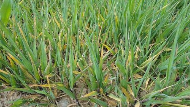 Hongos, el peligro que viene con la lluvia