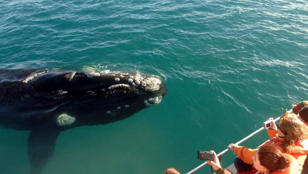 Puerto Madryn lanza una plataforma de preventa de paquetes turísticos