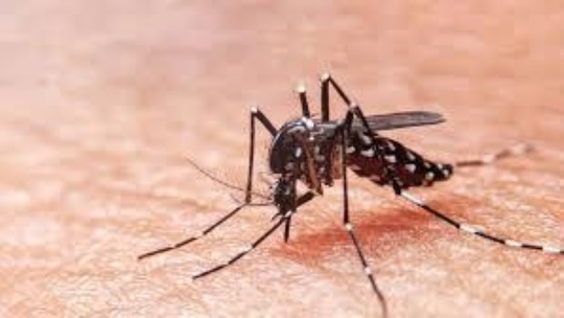 Los casos de dengue confirmados en la Argentina ascienden a 54.870, el mayor registro histórico