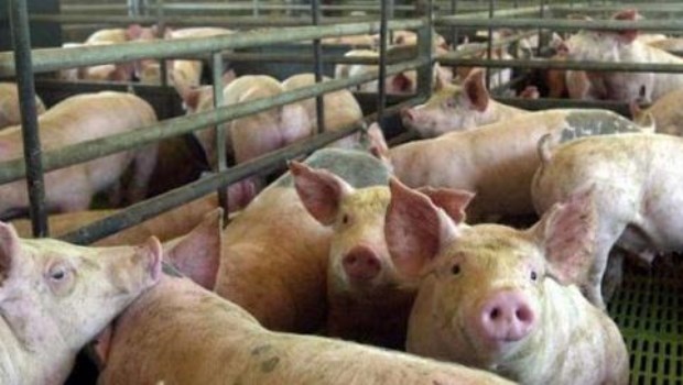 La letra chica del plan chino para producir cerdos en el país 
