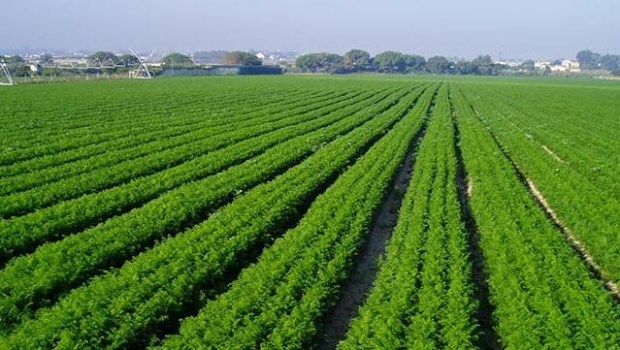 Microorganismos para la fertilización