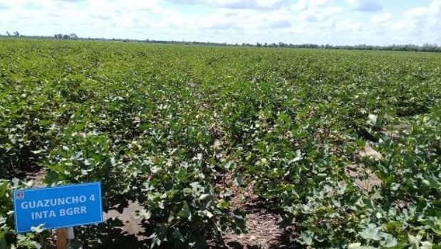 Semillas 100% argentinas: Guazuncho, Porá, Guaraní