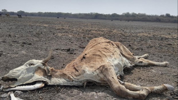 Se agudiza la sequía