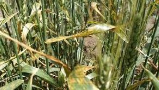La mancha amarilla acecha