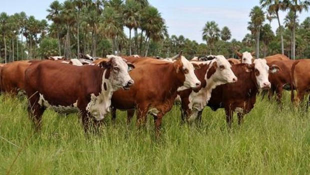 Objetivo: más producción bovina