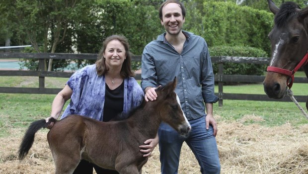 Potrillos fecundados in vitro