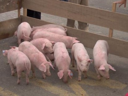 El Senasa declaró alerta sanitario por la detección de influenza en cerdos 