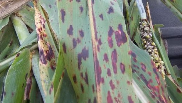 Enfermedades del sorgo