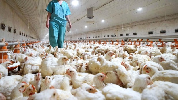 Rusia detectó los primeros casos de transmisión de la cepa H5N8 de la gripe aviar al ser humano