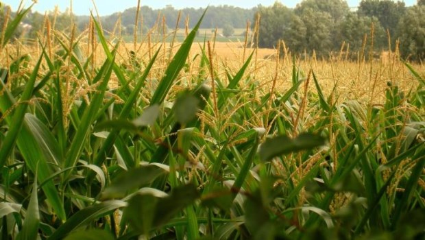 Estiman una disminución del 2% de la producción de maíz en áreas de Bolsa Cereales bahiense