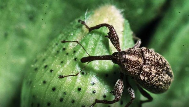 El Senasa desarrolló una tecnología para el monitoreo del picudo del algodonero