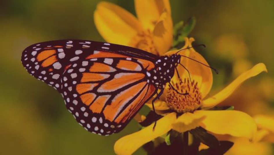 Como Se Dice Mariposa En Italiano