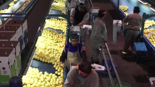 Habilitan facilidades de pagos de obligaciones impositivas para la cadena citrícola