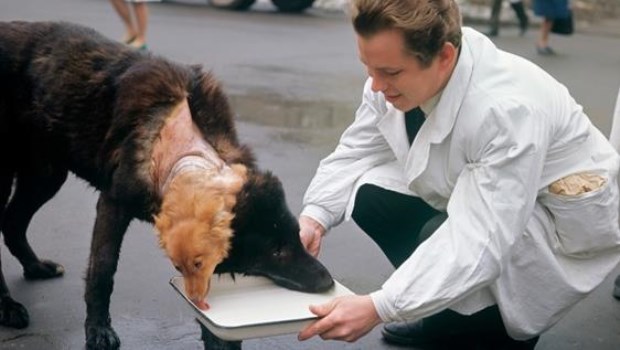 El perro de dos cabezas: Vladímir Démijov y los trasplantes 