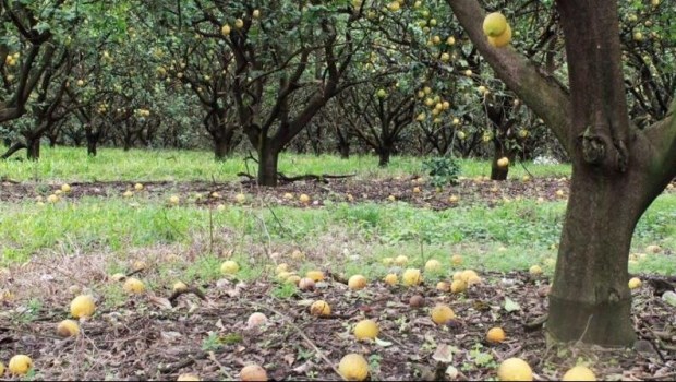 Los limones se pudren porque el trabajo en blanco es incompatible con los planes sociales.