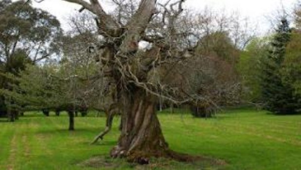 Adiós a un árbol viejo