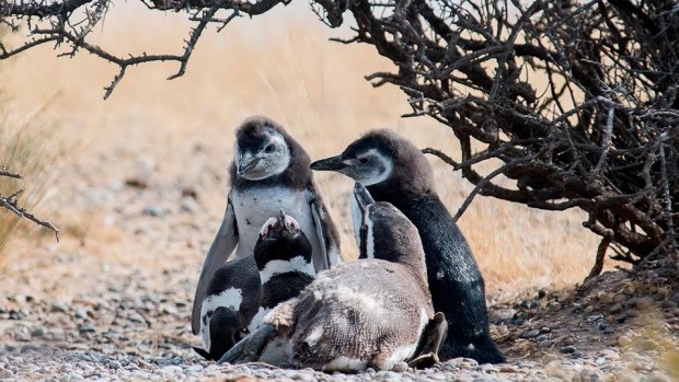 Matanza de pingüinos