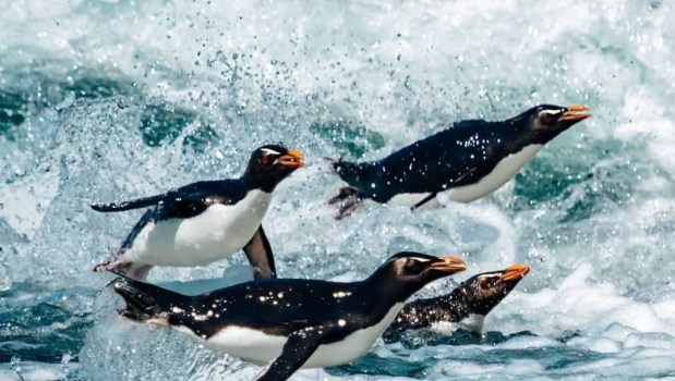 35.000 pingüinos en peligro de extinción