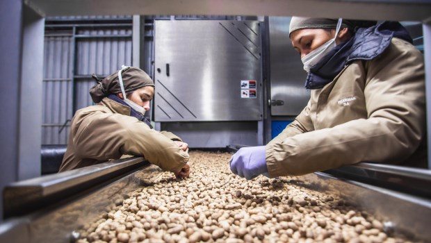 La reducción de retenciones vuelve más competitivo al maní argentino en materia de precios.