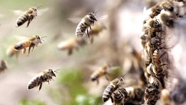 Un hombre murió tras ser atacado por un enjambre de abejas en Jujuy