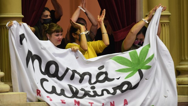 El proyecto también contempla la creación de una agencia reguladora, que oficiará como órgano rector y articulador de la cadena productiva del cannabis y tendrá a su cargo las múltiples instancias de regulación involucradas: la Agencia Regulatoria de la Industria del Cáñamo y del Cannabis Medicinal (Ariccame).