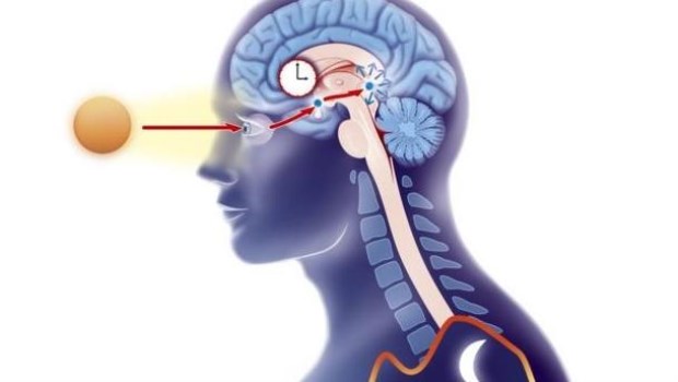 Ciclos vitales y Navidad