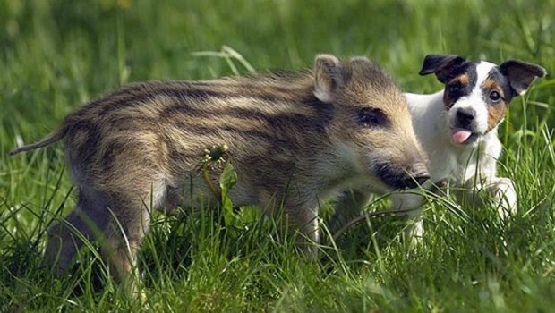 El amor en los animales