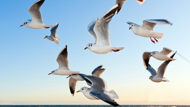 Usos y costumbres de las aves