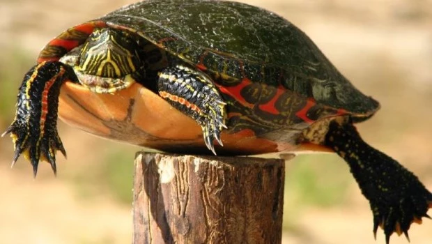 La tortuga en el poste